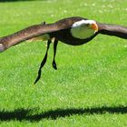 Seeadler im anflug