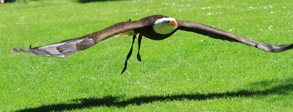 Seeadler im anflug