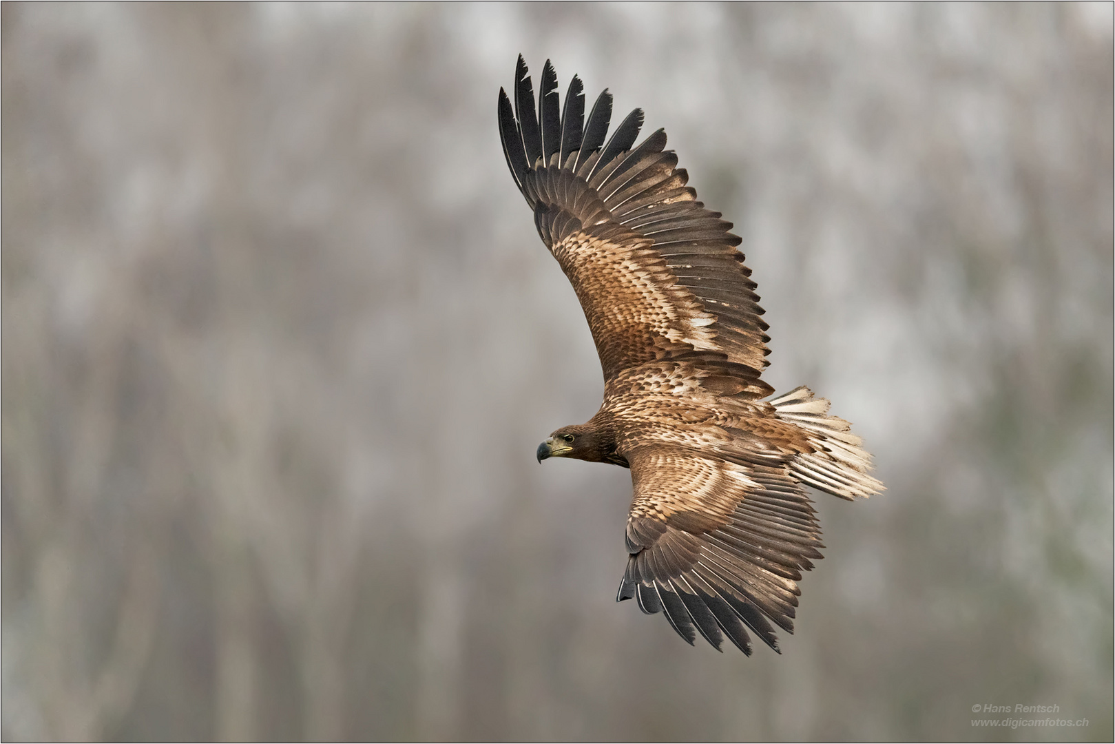 Seeadler im Anflug...