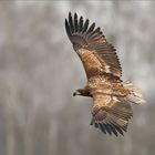 Seeadler im Anflug...