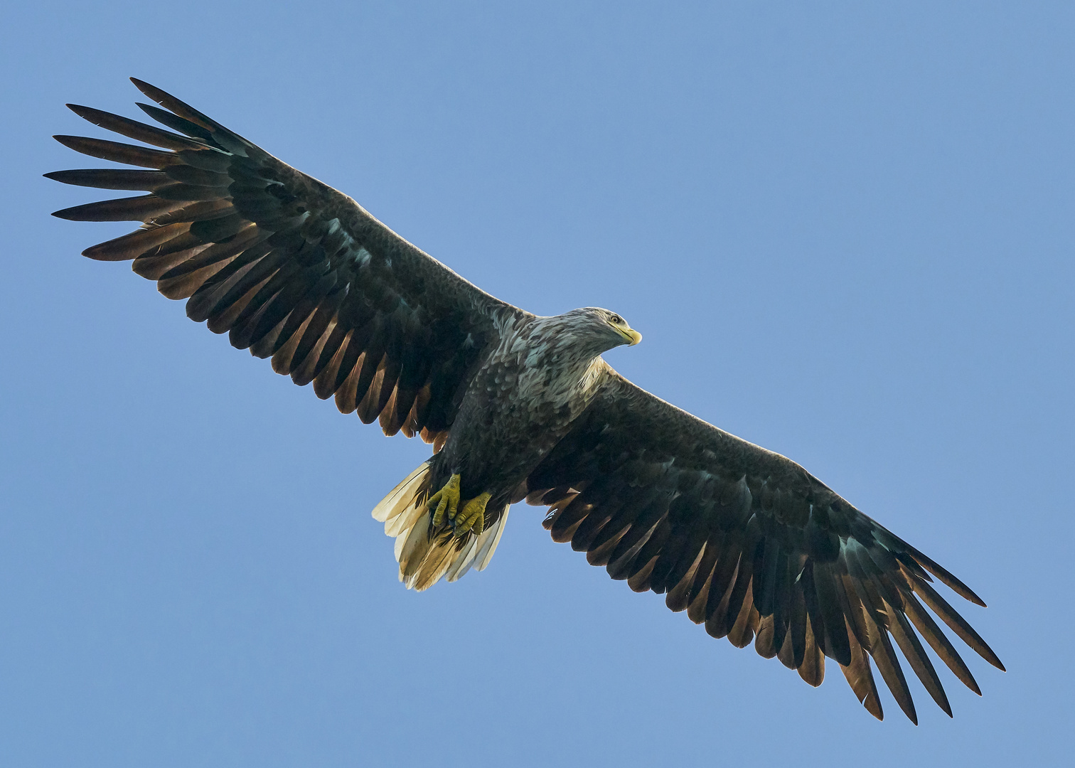 Seeadler im Anflug, hier in Norwegen