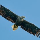 Seeadler im Anflug, hier in Norwegen