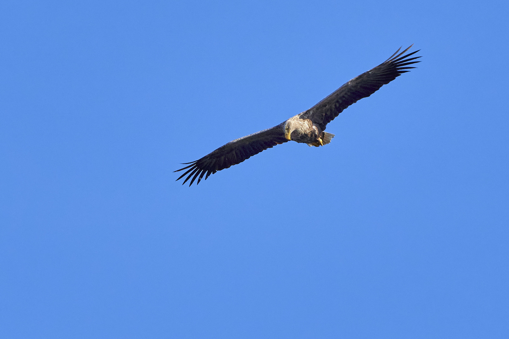 Seeadler im Anflug in der Abendsonne 1