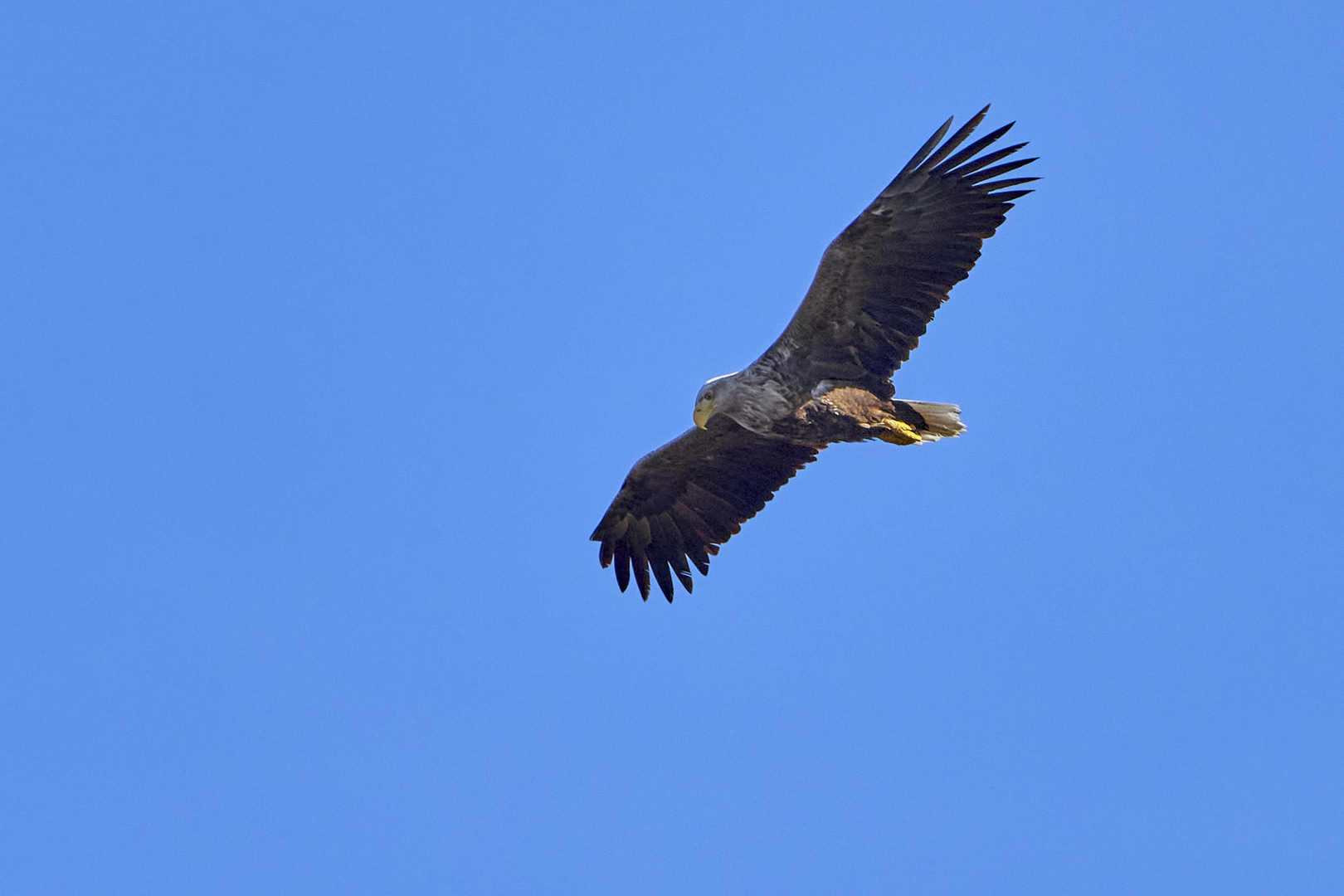 Seeadler im Anflug in der Abendsonne 2