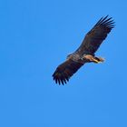 Seeadler im Anflug in der Abendsonne 2