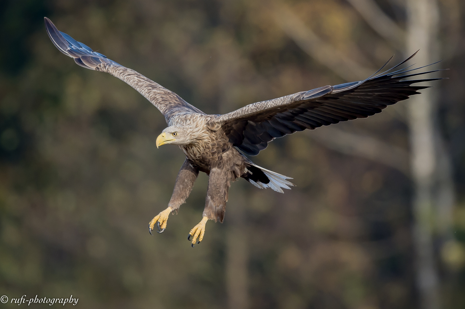 Seeadler im Anflug - Kutno/Polen