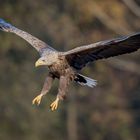 Seeadler im Anflug - Kutno/Polen