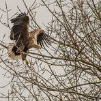 Seeadler im Anflug zum Horst