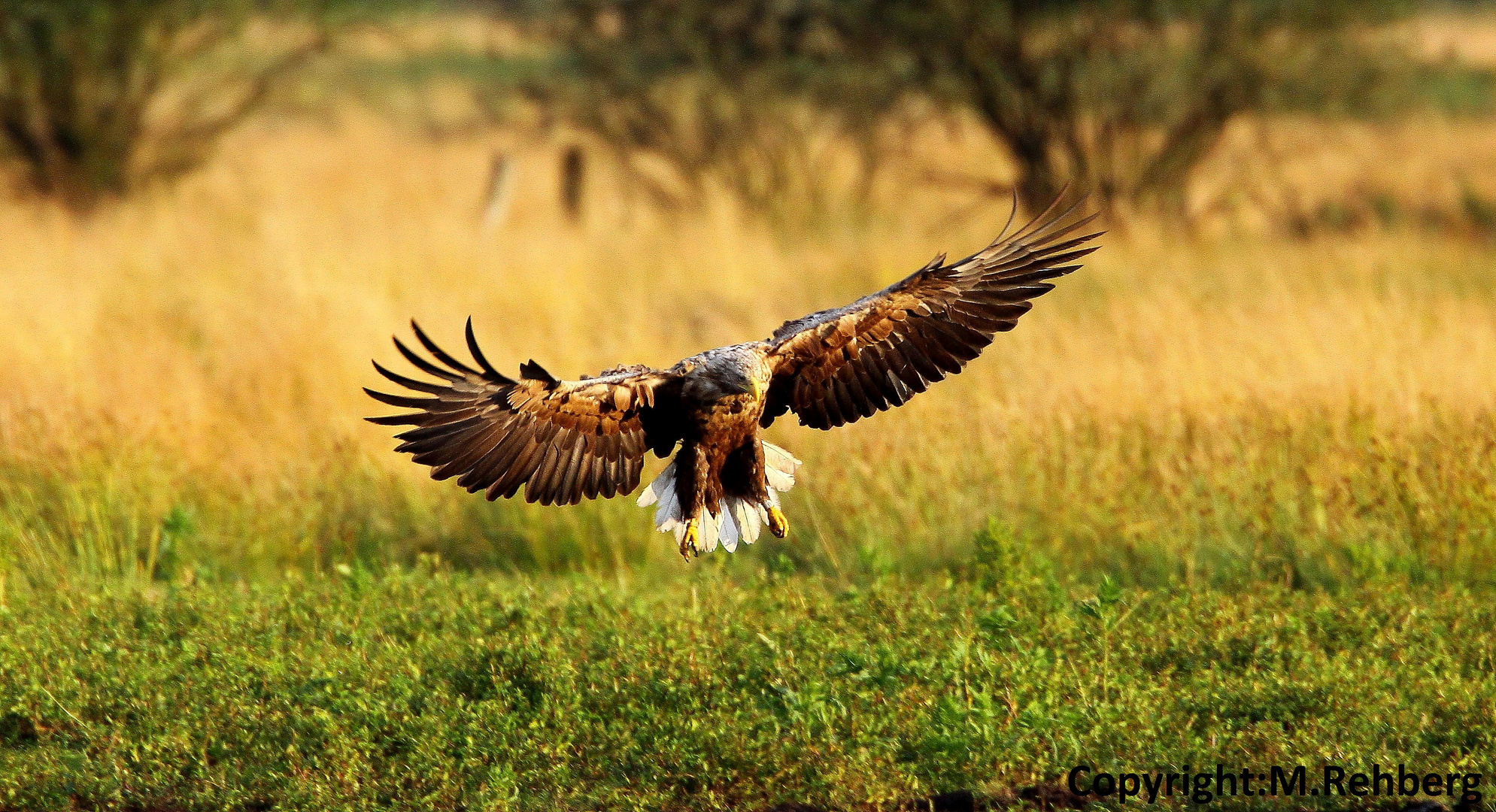 Seeadler im Anflug2