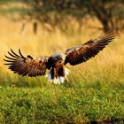 Seeadler im Anflug2