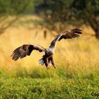 Seeadler im Anflug3