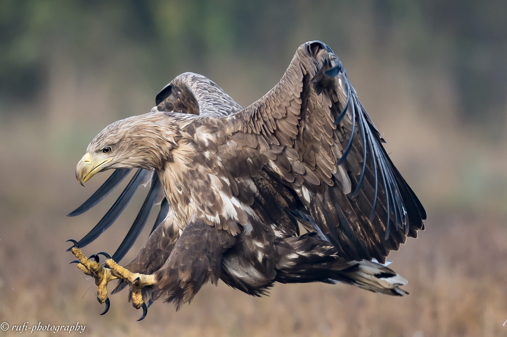 Seeadler im Anmarsch