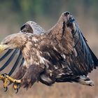 Seeadler im Anmarsch