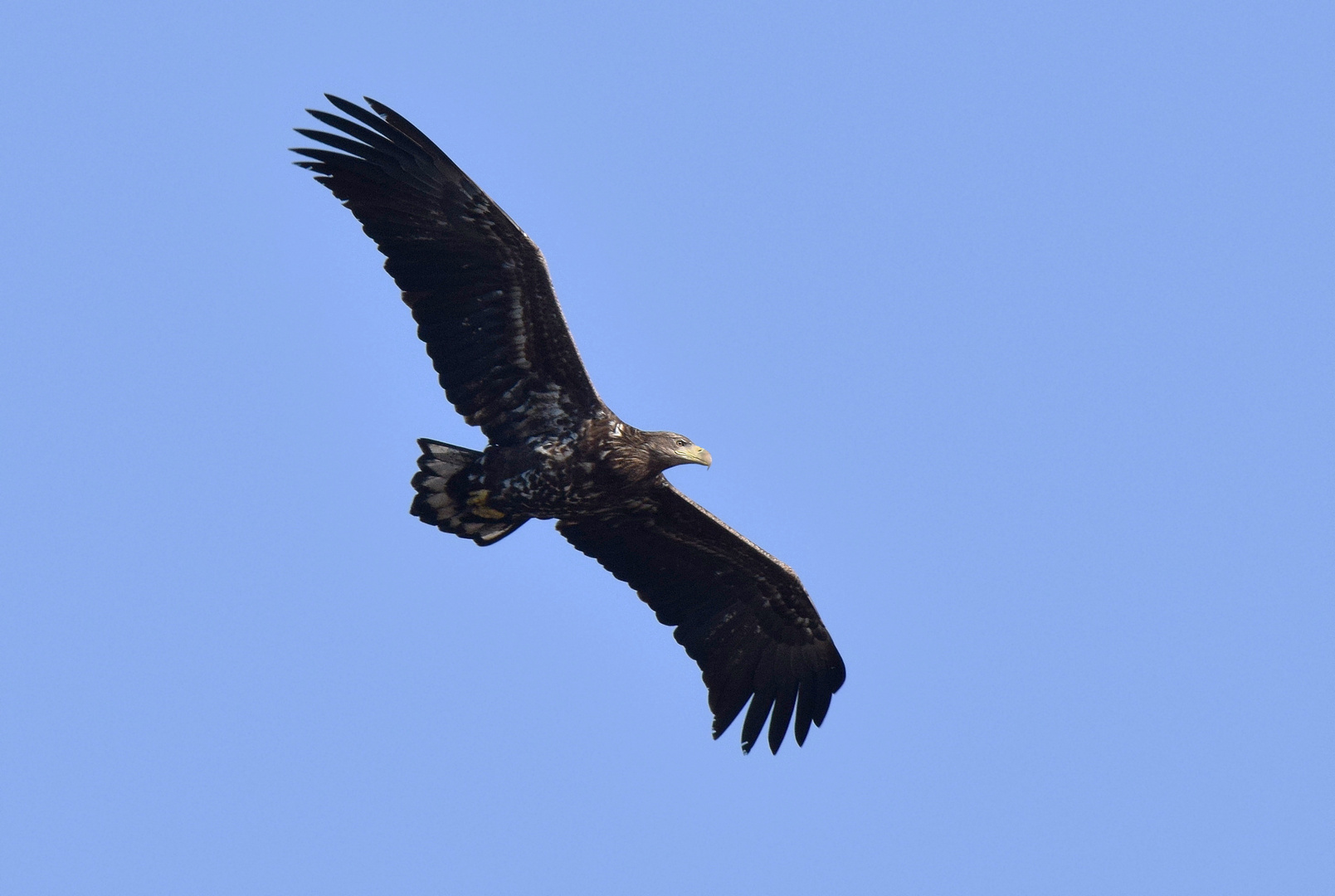 Seeadler im Aufwind