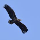 Seeadler im Aufwind