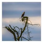 Seeadler im Ausguck ...