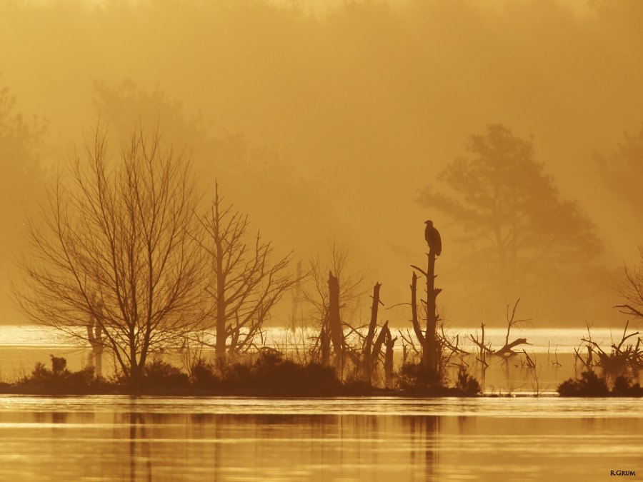 Seeadler im Bauernmoor