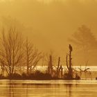 Seeadler im Bauernmoor