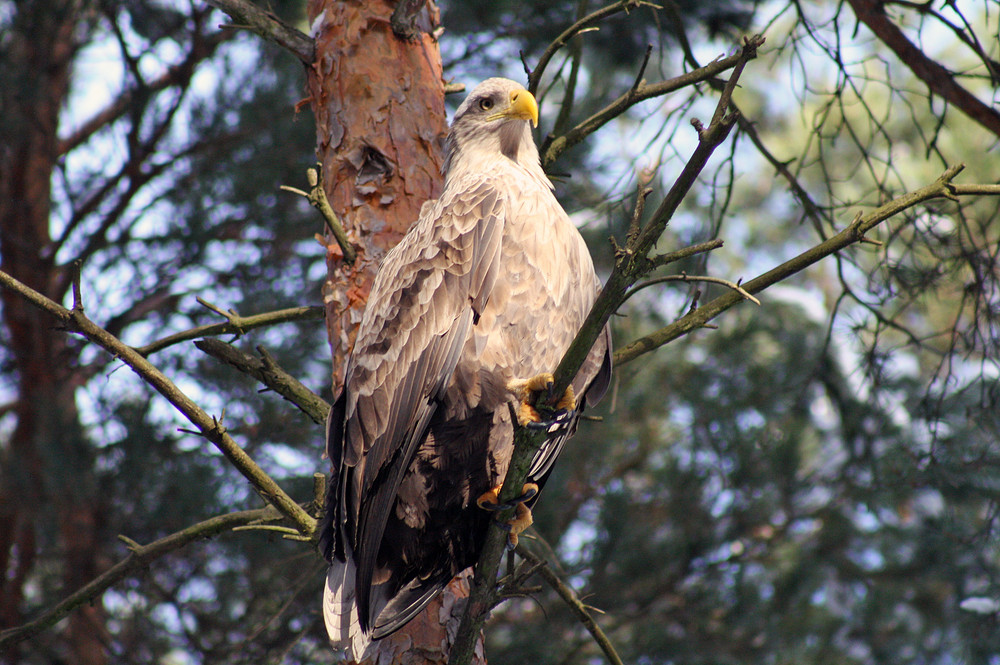 seeadler im baum