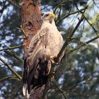 seeadler im baum