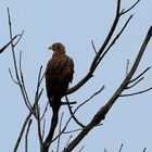 Seeadler im Baum