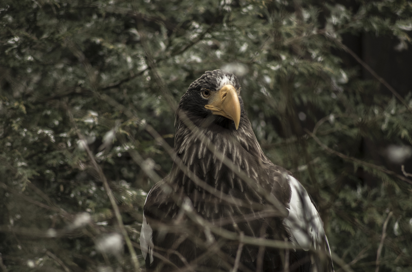 Seeadler im Baum