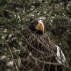 Seeadler im Baum