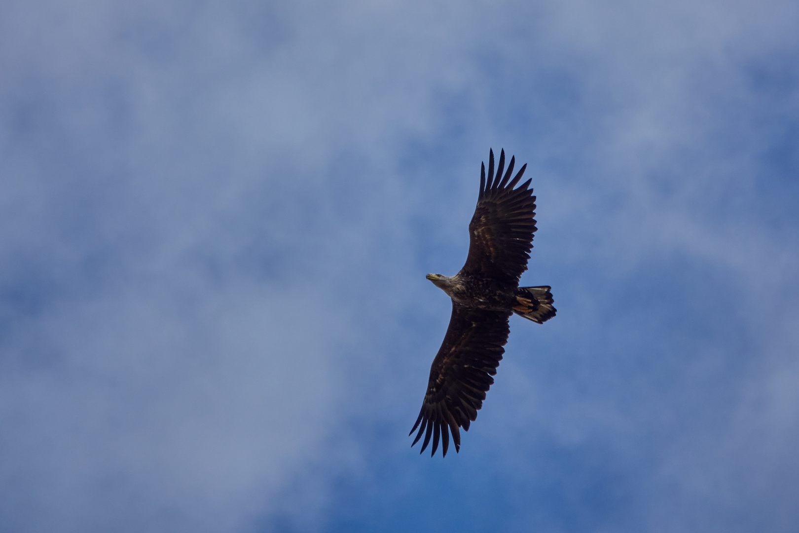 Seeadler im Bayerischen Wald