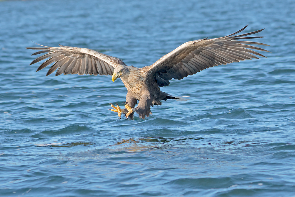 Seeadler im Beuteanflug ....