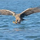 Seeadler im Beuteanflug ....