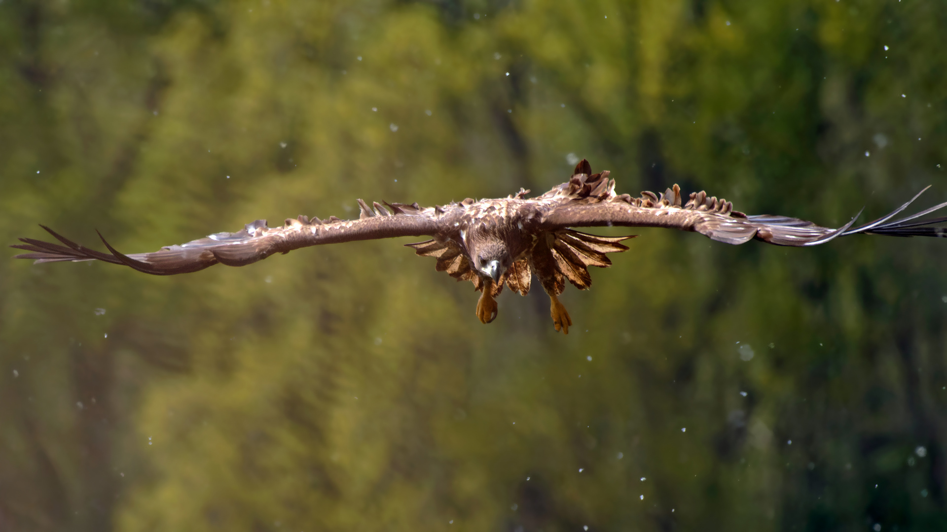 Seeadler im Beuteanflug