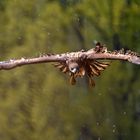 Seeadler im Beuteanflug