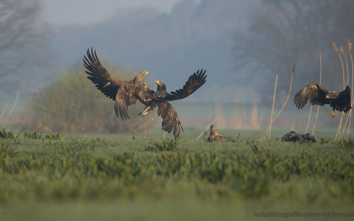 Seeadler im Biosphärenreservat Niedersächsische Elbtalauen