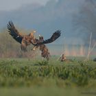 Seeadler im Biosphärenreservat Niedersächsische Elbtalauen