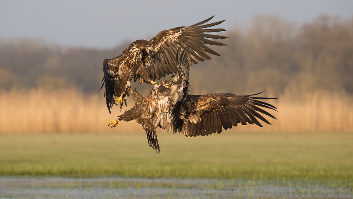 Seeadler im Biosphärenreservat Niedersächsische Elbtalauen