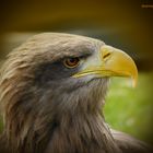 Seeadler im Blick