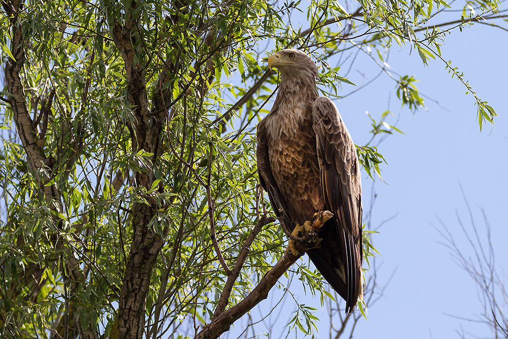 Seeadler im Donaudelta