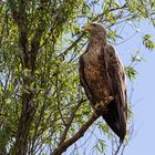 Seeadler im Donaudelta