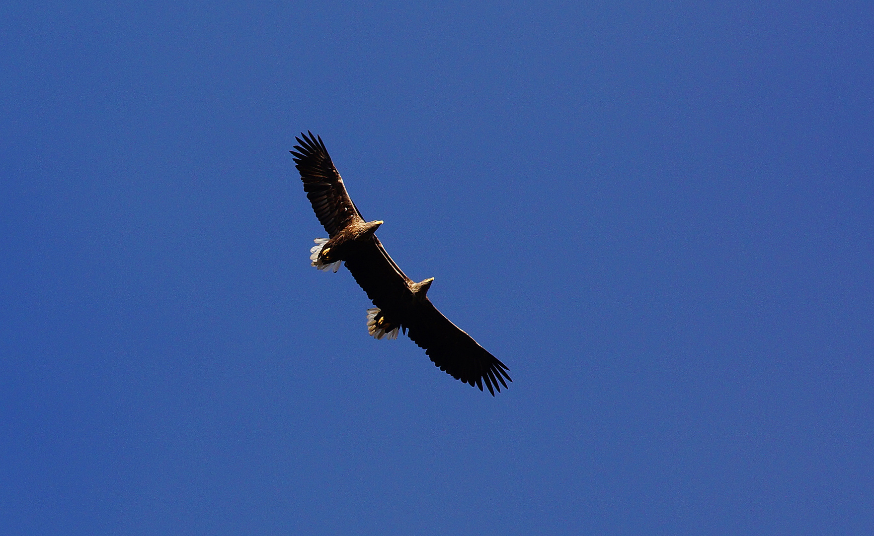 Seeadler im Doppelpack