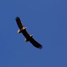 Seeadler im Doppelpack