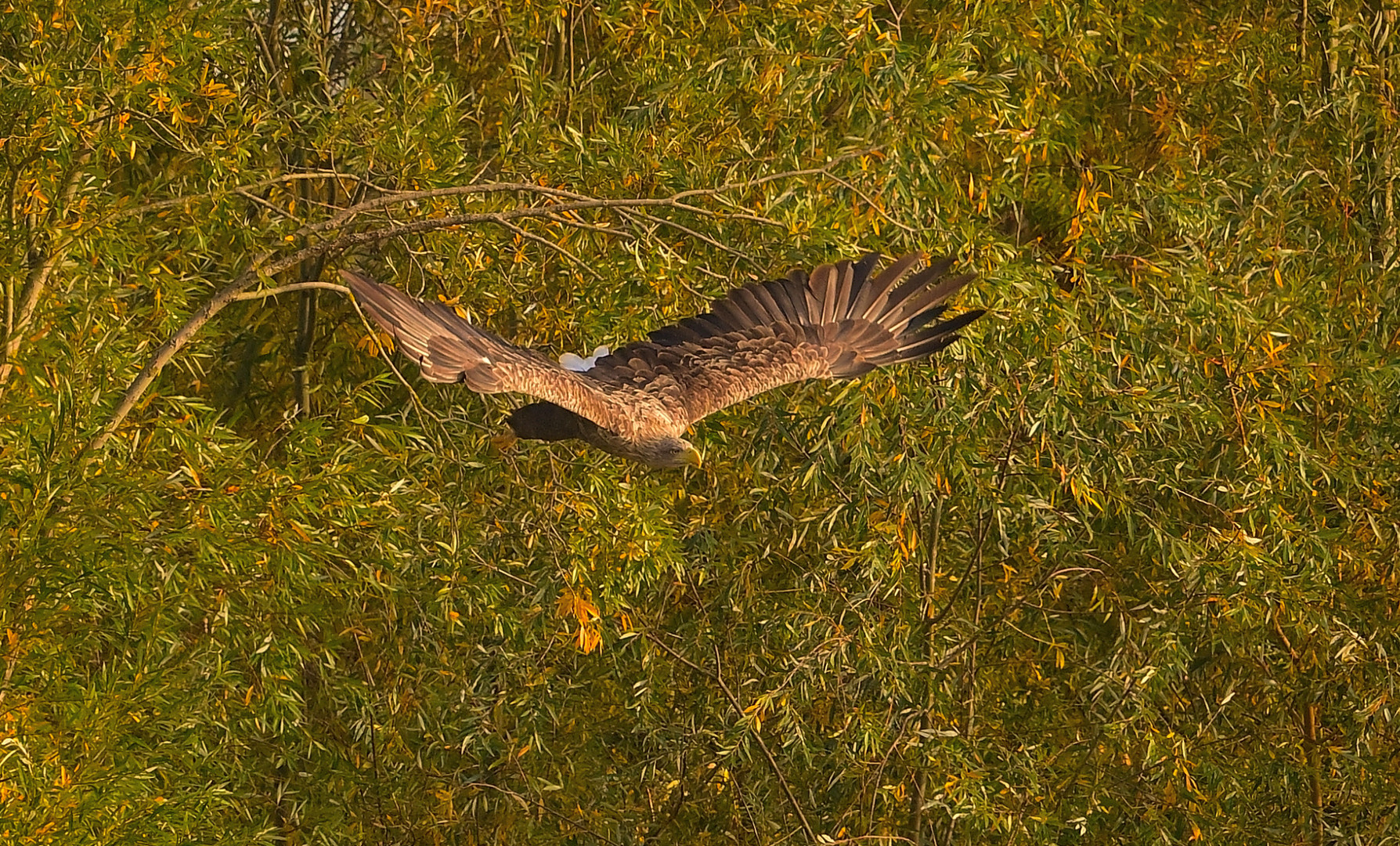 Seeadler,--im "farbigen Oktober"!