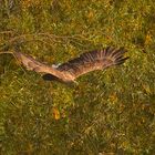 Seeadler,--im "farbigen Oktober"!