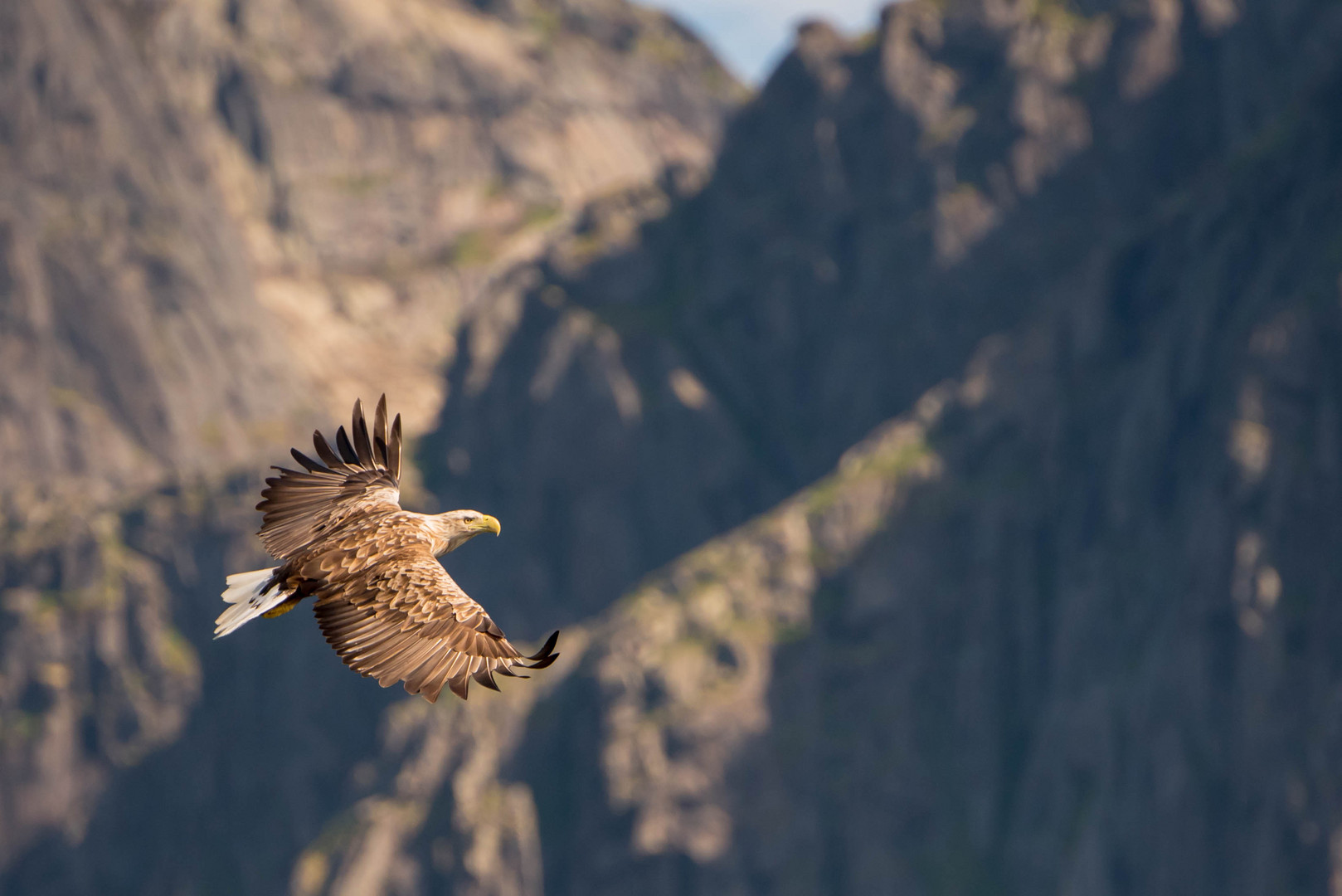 Seeadler im Fjord