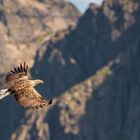 Seeadler im Fjord