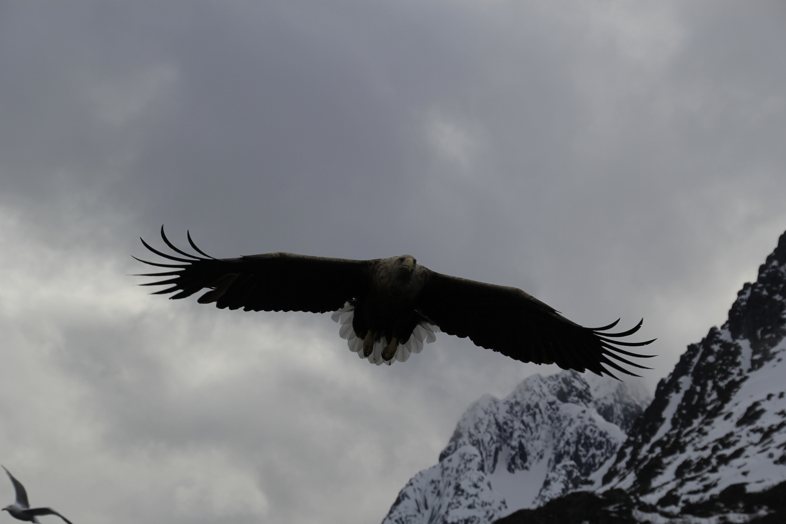 Seeadler im Fjord