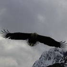 Seeadler im Fjord