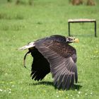 Seeadler im Flug