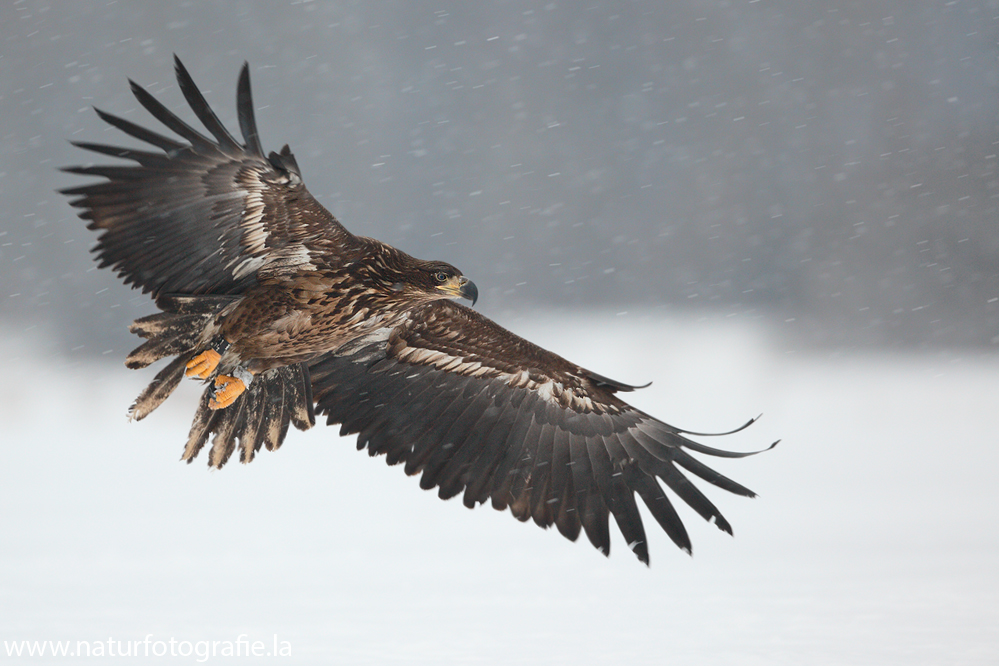 ~ Seeadler im Flug ~