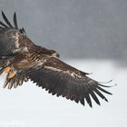 ~ Seeadler im Flug ~