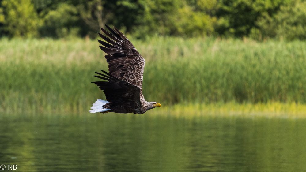 "Seeadler im Flug 2020"